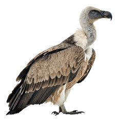 Fototapeta premium Vulture png scavenger bird png large bird png bald bird png carrion eater png wild bird png bird of prey png desert scavenger png transparent background image