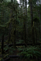 A dimly lit scene deep in the heart of Olympic National Park, where moss-covered trees and lush ferns create an ancient, almost mystical forest atmosphere under the dense canopy.