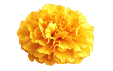 Yellow flower isolated on white or transparent background