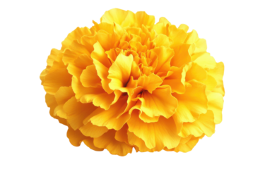 Yellow flower isolated on white or transparent background