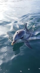 Dolphin swimming in clear waters