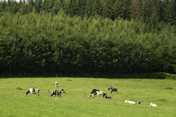 Troupeau de vaches laitières à la lisière d'une forêt à Bra (Lierneux) 