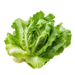 Fresh cos lettuce isolated on a white background, ideal for salads and culinary presentations, fresh cos lettuceisolated on white background
