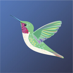 Hummingbird in flight