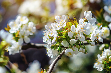 Macro photo of spring white cherry blossoms on branch on a nature blurred background. Spring mood.