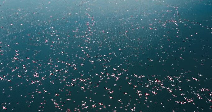 Tens of thousands of flamingos flying close to the water surface and flocks floating above them create a mesmerizing image, almost intertwined. The drone reveals the magnificent rhythm of nature.