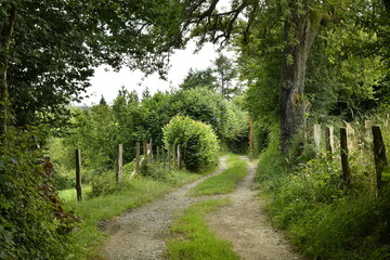 Chemin traversant une clairière aux environs de Bra (Lierneux) © Photocolorsteph