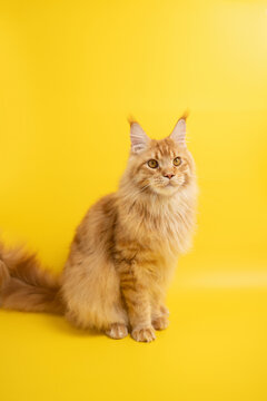 Majestic ginger cat on vibrant yellow backdrop