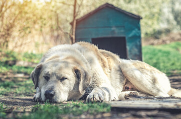 Large white dog lies near its enclosure, guarding house. Dog looks sleepily into the camera.