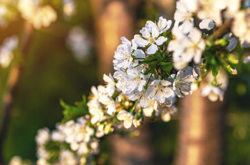 Fluffy white cherry blossoms illuminated by sunlight with tree branches on a nature background. Selective focus.