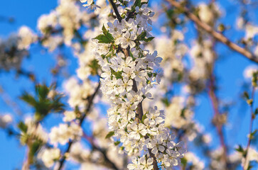 White cherry blossoms on branch against blurred background of blooming cherry tree against a blue sky.