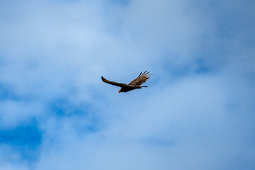Turkey Vulture at McCown Valley Park