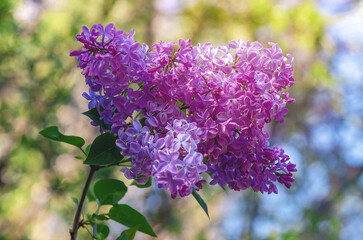 Obraz premium Lilac branches in bloom. Close-up of lilac flower on blurred background. Idea for greeting card. Selective focus.