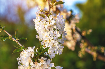 Small white cherry blossom illuminated by sunlight with tree branches in defocused background. Spring day.