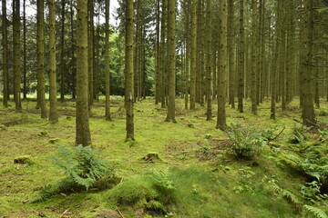 Forêt de conifères aux troncs fins au sommet d'une colline à Vielsalm (Bastogne)