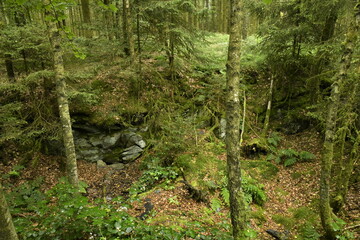 Végétation entre les pins dans la forêt au sommet d'une colline à Vielsalm (Bastogne)