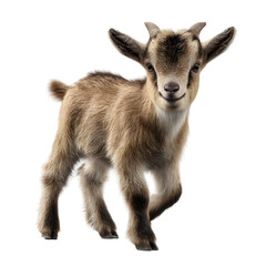 Fototapeta premium Adorable Baby Goat Cute Kid Goat Photo