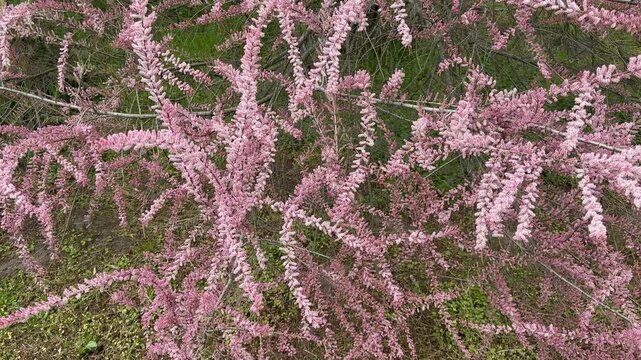 Tamarisk tamarix shrub in full pink bloom.