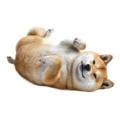 Adorable Shiba Inu Puppy Playing on its Back A Playful Canine Image