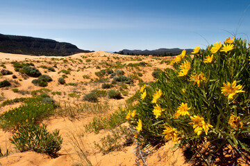 Fleurs jaunes du d&eacute;sert rose
