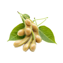 Close up view of fresh soybean pods with leaves on a Transparent background showcasing agricultural detail, Close up Soybean isolated on PNG background