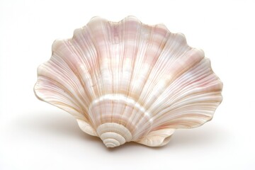 A beautifully detailed seashell displays soft pink and beige hues, set against a pure white background. Its delicate curves and elegant shape highlight the serene beauty of natural ocean treasures
