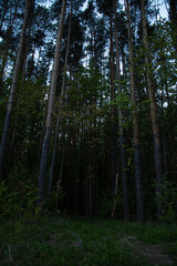 Path in beautiful tall pines forest. Wood landscape. Natural colors, contrast, shadows in evening time