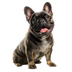 Fototapeta premium Adorable French Bulldog Puppy Sitting, Happy Dog Portrait