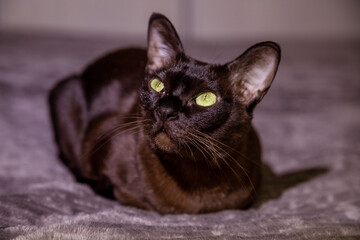 Sleek black cat with striking green eyes gazes upward intently; detailed fur texture is highlighted...