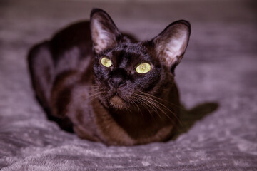 Dark-furred cat with striking yellow eyes sits on a textured surface, facing forward. Low lighting highlights the cat's glossy coat and alert expression, creating a curious atmosphere