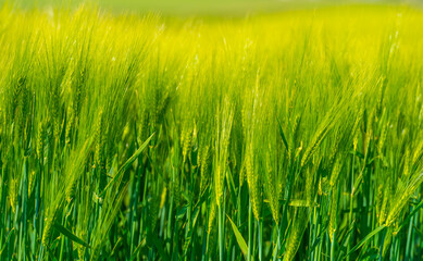 Wheat in an agricultural field waving in the wind in bright sunlight in springtime, Almere, Flevoland, Netherlands, May 12, 2025