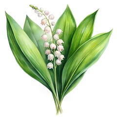 Obraz premium watercolor lily of the valley sprig on white background