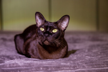 Sleek black cat with piercing green eyes lies on soft surface, facing forward. Ears point upwards, creating an alert expression. Subtle lighting highlights smooth fur texture
