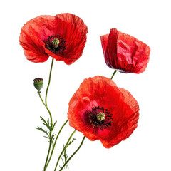 Red poppy flowers blooming with vibrant color isolated against a Transparent background, Red poppy flowers isolated on PNG background