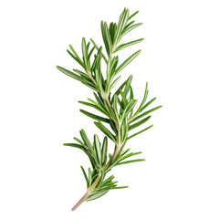 Fototapeta premium Fresh green rosemary sprig isolated on a white background for culinary and aromatic use, Fresh green sprig rosemary isolated on a white background