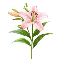Pink lily flower stalk with vibrant leaves isolated on a Transparent background showcasing natural beauty, pink lily flower stalk with leaves isolated on PNG background