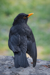Blackbird male specimen looking and posing