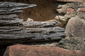 Lizard sunbathing on a wrecked wooden beam