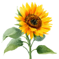 Obraz premium Vibrant Watercolor Sunflower Painting Botanical Art Print
