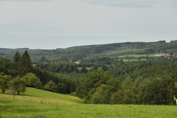 Paysage rural entre prairies et collines boisées à Bra (Lierneux) 