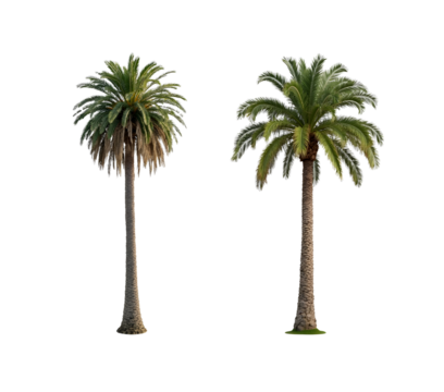 set of two Canary island palm or pineapple palm isolated on white background
