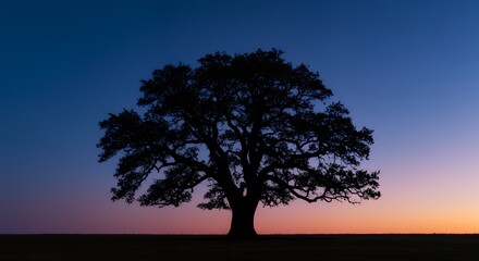 Majestic Silhouette of a Tree Against a Colorful Sunset Sky