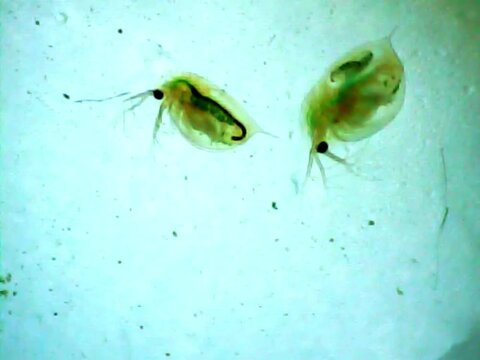 Daphnia swimming ina little water on microscope glass