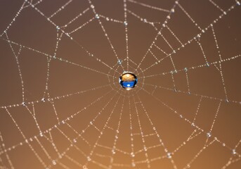A spiderweb is covered in water droplets creating a beautiful and delicate pattern