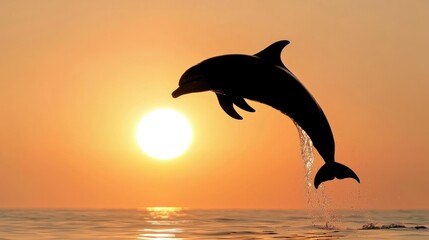 A leaping dolphin silhouette at sunset over the calm ocean