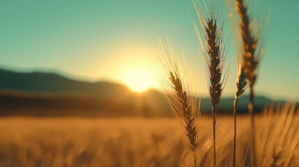 Fototapeta premium Sunlight Shines on the Wheat Field During the Golden Hour