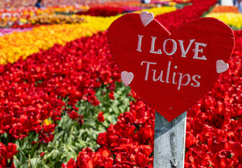 Tulpen