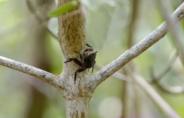 A tiny black mangrove crab, aratus pisonii, climbing on a tree in a mangrove swamp