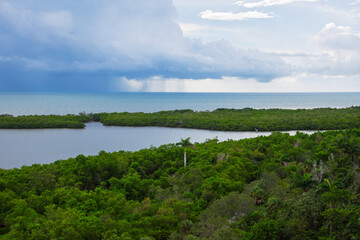 View of Outer Clam Bay and one Royal palm in a mangrove swamp,  with a storm over the Gulf of Mexico in Naples, Florida