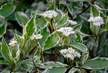 Dereń biały (Cornus alba) odmiana Elegantissima, kwitnący dereń z biało-zielonymi liśćmi, dereń ozdobny, white dogwood variety Elegantissima, a flowering dogwood with white-green leaves,  © kateej